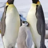 King Penguin Family 5D Diamond Painting