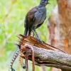 Lyrebird On Broken Branch 5D Diamond Painting