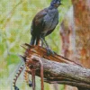 Lyrebird On Broken Branch 5D Diamond Painting