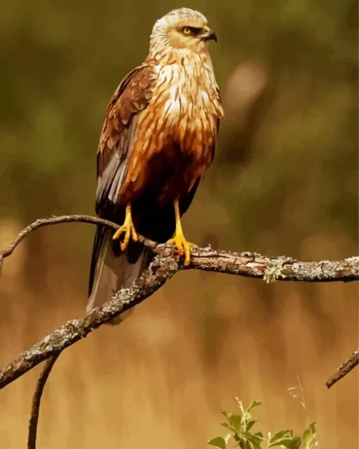 Marsh Harrier 5D Diamond Painting