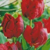 Parrot Tulips 5D Diamond Painting