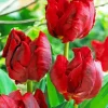 Parrot Tulips 5D Diamond Painting