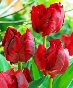 Parrot Tulips 5D Diamond Painting