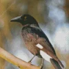 Pied Currawong 5D Diamond Painting