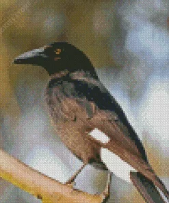 Pied Currawong 5D Diamond Painting