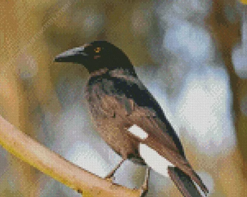 Pied Currawong 5D Diamond Painting