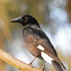 Pied Currawong 5D Diamond Painting