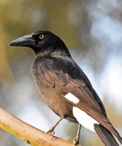 Pied Currawong 5D Diamond Painting