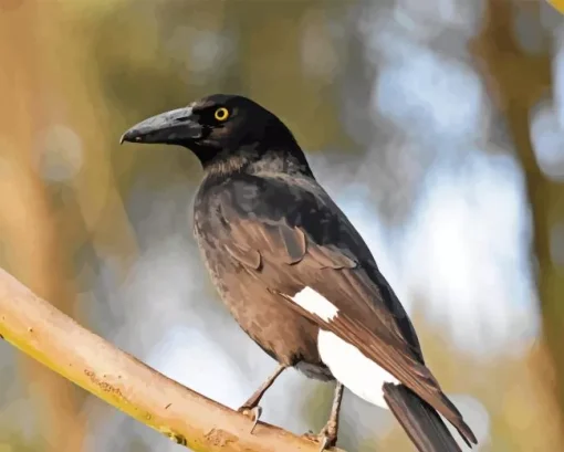 Pied Currawong 5D Diamond Painting