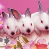 Pink Bunnies 5D Diamond Painting