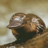 Platypus 5D Diamond Painting