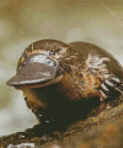 Platypus 5D Diamond Painting