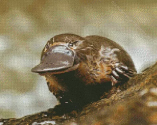 Platypus 5D Diamond Painting