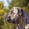 Presa Canario Side Face 5D Diamond Painting