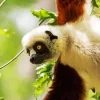 Sifaka 5D Diamond Painting