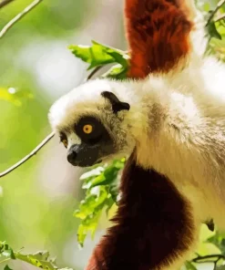 Sifaka 5D Diamond Painting