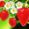 Strawberries Garden And Flowers 5D Diamond Painting