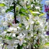 White Crabapple 5D Diamond Painting