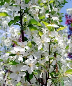 White Crabapple 5D Diamond Painting