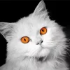 White Cat With Orange Eyes 5D Diamond Painting