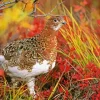 Willow Ptarmigan 5D Diamond Painting