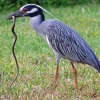 Yellow Crowned Night Heron 5D Diamond Painting