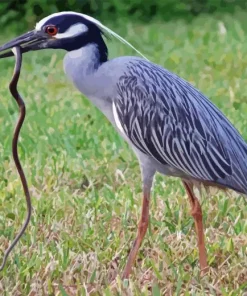 Yellow Crowned Night Heron 5D Diamond Painting