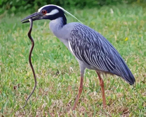 Yellow Crowned Night Heron 5D Diamond Painting