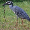 Yellow Crowned Night Heron 5D Diamond Painting