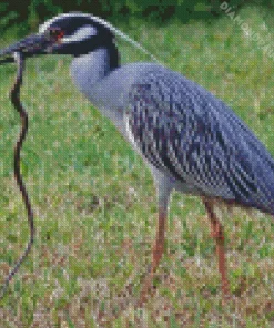 Yellow Crowned Night Heron 5D Diamond Painting