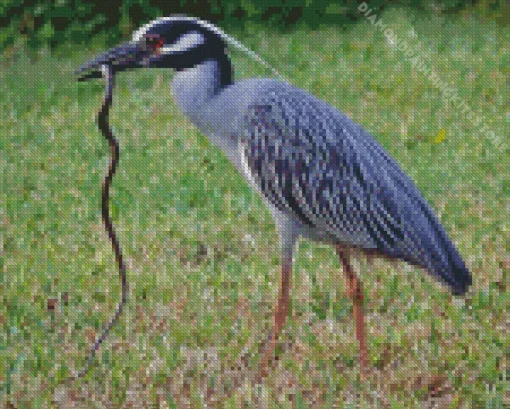 Yellow Crowned Night Heron 5D Diamond Painting