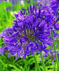 Agapanthus 5D Diamond Painting