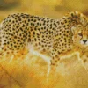 Asiatic Cheetah 5D Diamond Painting