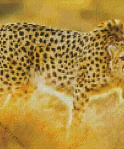 Asiatic Cheetah 5D Diamond Painting