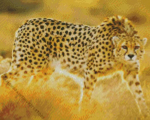 Asiatic Cheetah 5D Diamond Painting