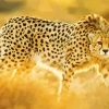 Asiatic Cheetah 5D Diamond Painting