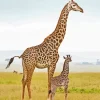 Baby And Mom Giraffe 5D Diamond Painting