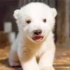 Baby Knut Polar Bear 5D Diamond Painting