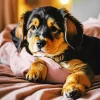 Baby Rottweiler 5D Diamond Painting