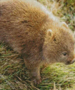 Baby Wombat 5D Diamond Painting