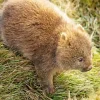 Baby Wombat 5D Diamond Painting