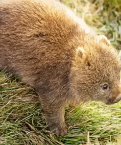 Baby Wombat 5D Diamond Painting