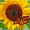 Butterfly With Sunflower 5D Diamond Painting