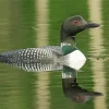 Common Loon 5D Diamond Painting