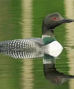 Common Loon 5D Diamond Painting