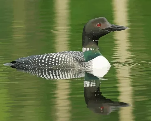 Common Loon 5D Diamond Painting