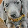 Cute Grey Dachshund 5D Diamond Painting