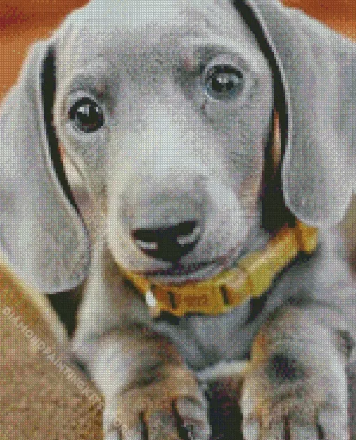 Cute Grey Dachshund 5D Diamond Painting