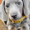 Cute Grey Dachshund 5D Diamond Painting