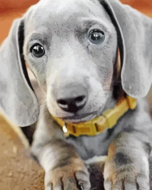 Cute Grey Dachshund 5D Diamond Painting